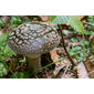Brown Amanita mushroom, Amanita excelsa var. spissa