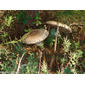 Frades // Parasol Mushroom (Macrolepiota procera)