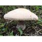 Cogumelo // Mushroom (Agaricus sp.)
